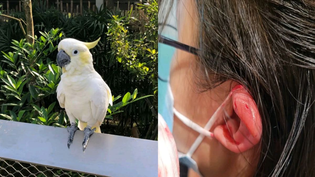 Girl bitten by cockatoo at Bird Paradise, Mandai Wildlife Group